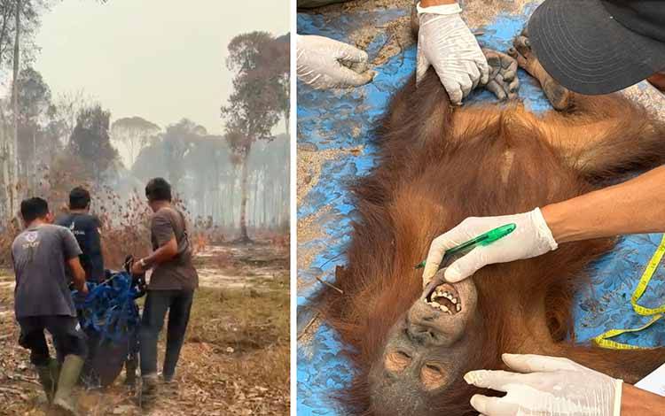 Induk Orangutan Bersama Anaknya Dievakuasi dari Karhutla di Kobar