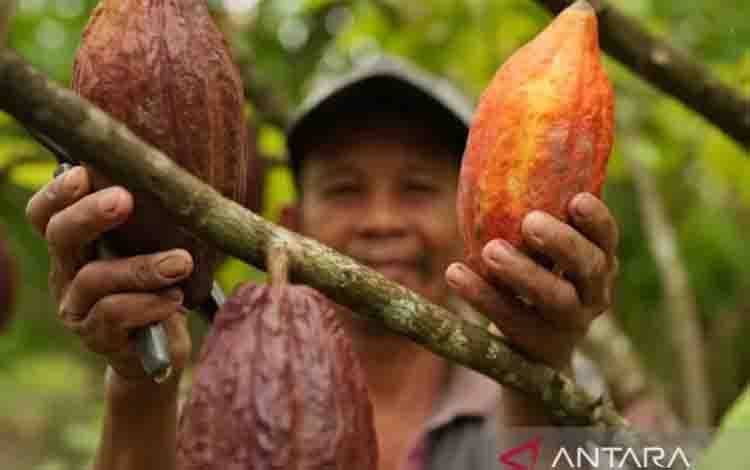 Kemendag: El Nino Picu Kenaikan Harga Referensi Kakao