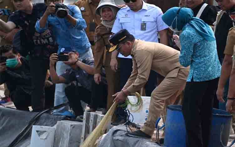 Jadi Andalan Kalteng, Siklus Budi Daya Udang Vaname Sukamara Makan Waktu Lima Bulan