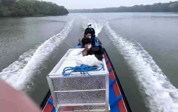 Orangutan yang Ditemukan di Hutan Sekitar Area Operasional SSMS Dilepasliarkan ke Suaka Margasatwa Lamandau