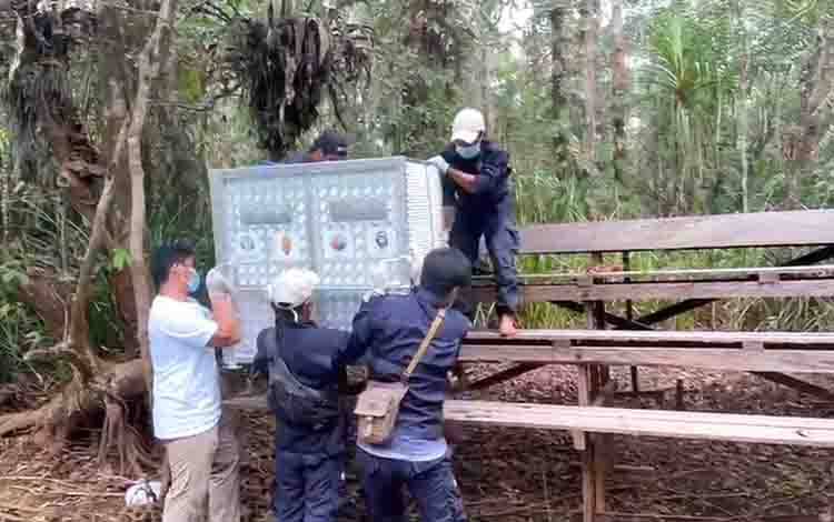 Hasil Pemeriksaan Orangutan Fajar Dinyatakan Sehat, Layak Ditranslokasi ke Suaka Margasatwa Lamandau