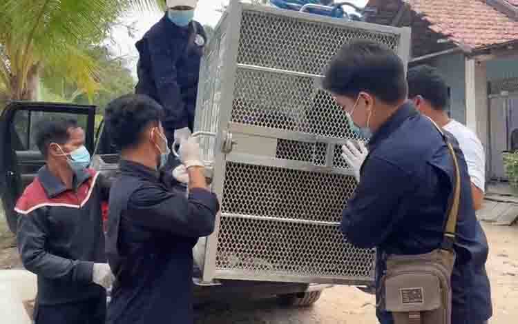 SSMS Tekankan Keselamatan Satwa, Penanganan Orangutan Harus Libatkan Ahli Konservasi