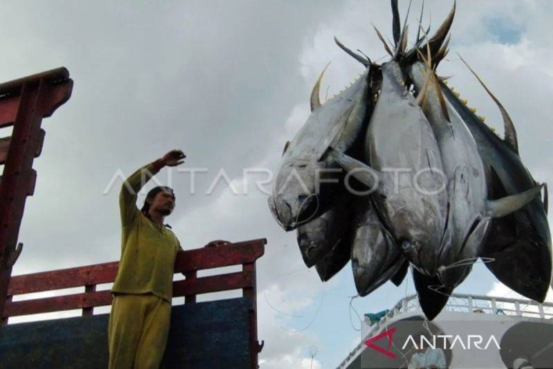 Kuota Tuna Sirip Biru Indonesia Naik 25 Persen Jadi 1.670 Ton per Tahun