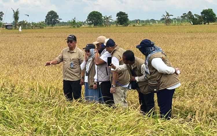 Bulog Optimalkan Serapan Gabah di Sentra Produksi Kalteng