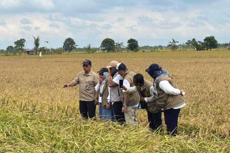 Kalteng Ikut Topang Pengadaan Beras Nasional 4,1 Juta Ton