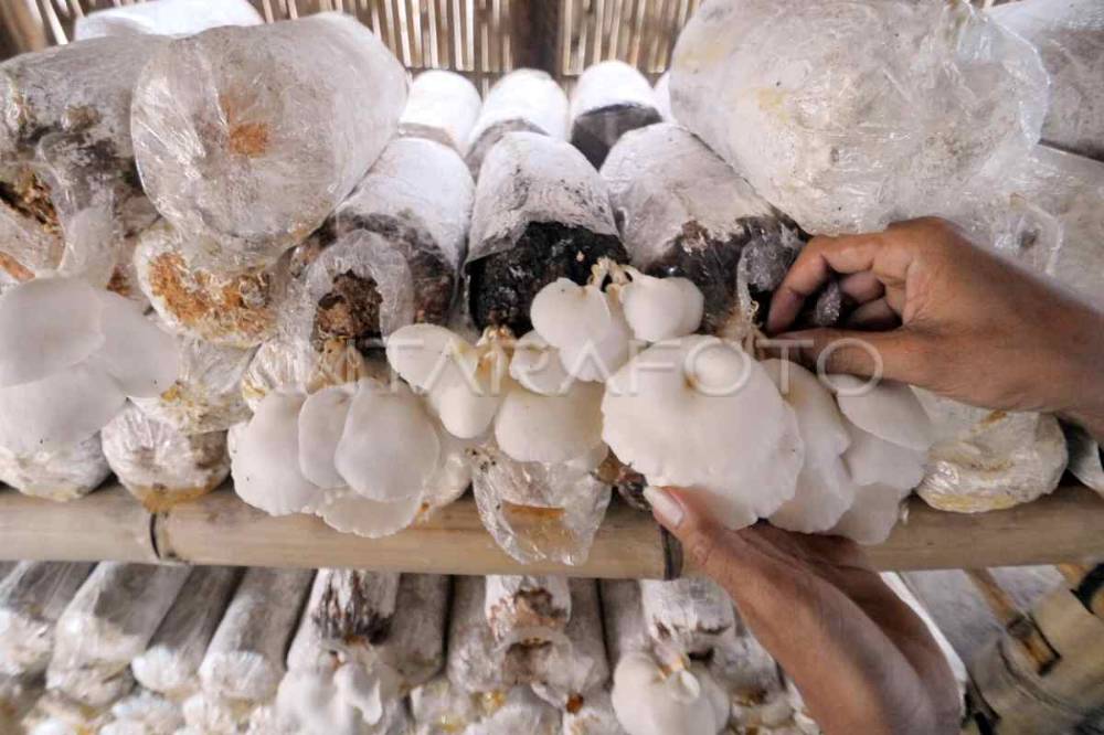 UMKM Murung Raya Didorong Kembangkan Usaha Jamur Tiram