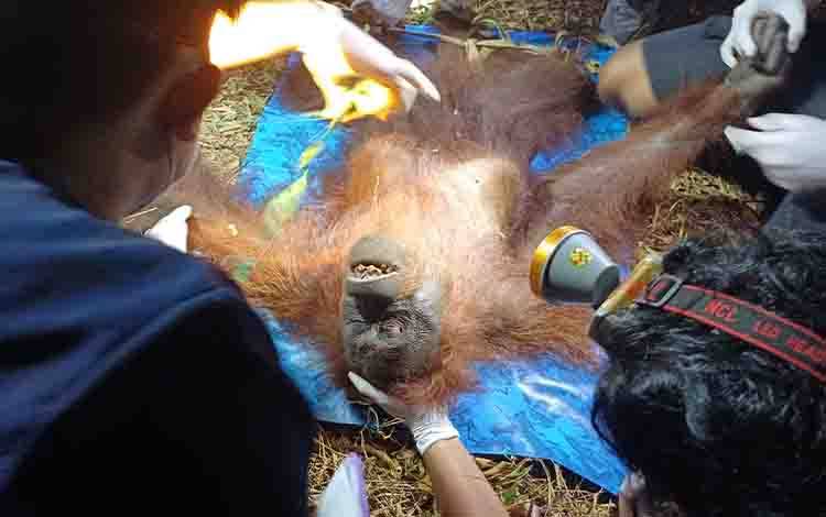 BKSDA Kalteng Selamatkan Orangutan 'Ira' Terjebak Karhutla di Sampit