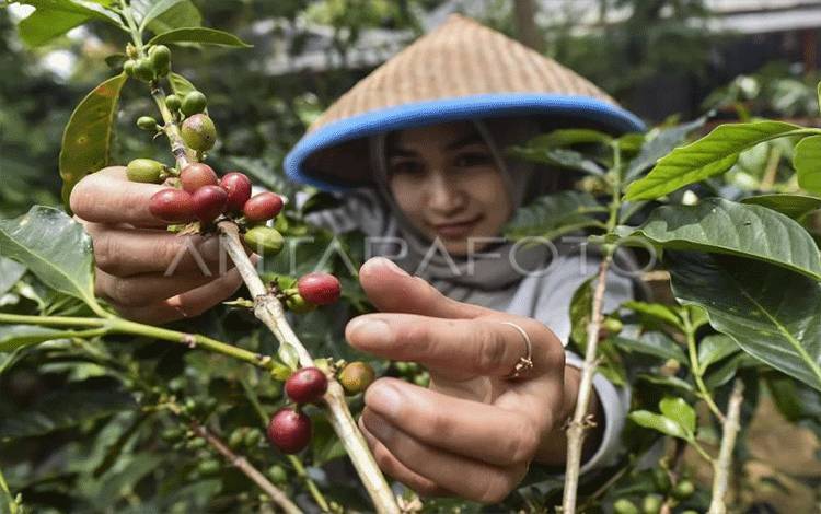 Pembiayaan Pertanian LPDB Koperasi Tembus Rp379,28 Miliar di 2026