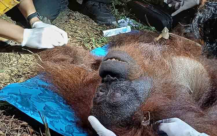 Begini Kondisi Orangutan Ira Usai Diselamatkan dari Karhutla di Sampit