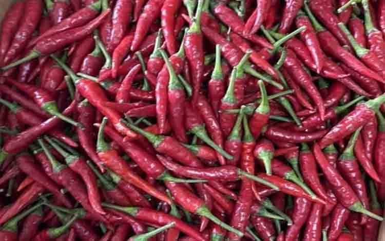 Harga Cabai Rawit Merah di Pasar Besar Turun Rp10 Ribu, Pasar Kahayan Tembus Rp130 Ribu per Kg