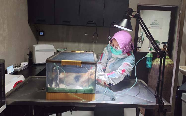 Kabut Asap, Kasus ISPA dan Sesak Napas Kucing Naik 30 Persen di Palangka Raya