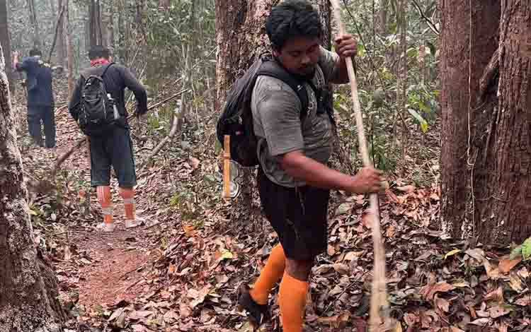 Relawan Buat Sekat Bakar untuk Lindungi Feeding Station Orangutan di TNTP