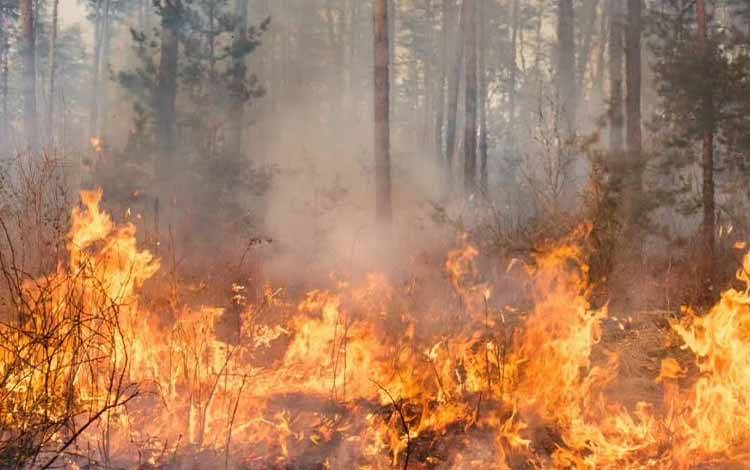 Tersangka Karhutla di Kalteng Bertambah Jadi 46 Orang, Polda Catat 53 Laporan Polisi