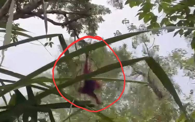 Orangutan Ira Temukan Rumah Baru di Hutan Rimba Setelah Selamat dari Karhutla Kotim