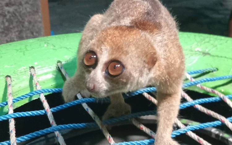 Kukang Korban Karhutla di Ganepo Kotim Dilepasliarkan ke Hutan