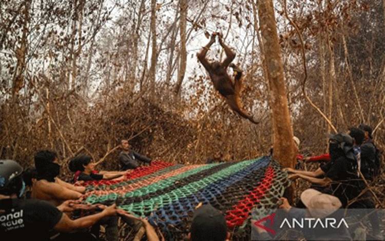 51 Orangutan Diselamatkan dari Karhutla di Kalbar