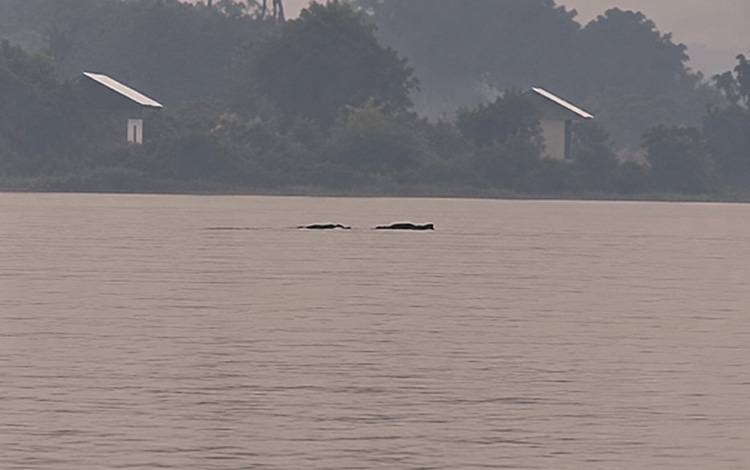 Desa Terantang Jadi Lokasi Rawan Kemunculan Buaya