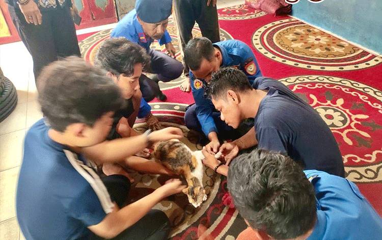 Damkar Seruyan Lepaskan Mata Pancing yang Tersangkut di Kaki Kucing
