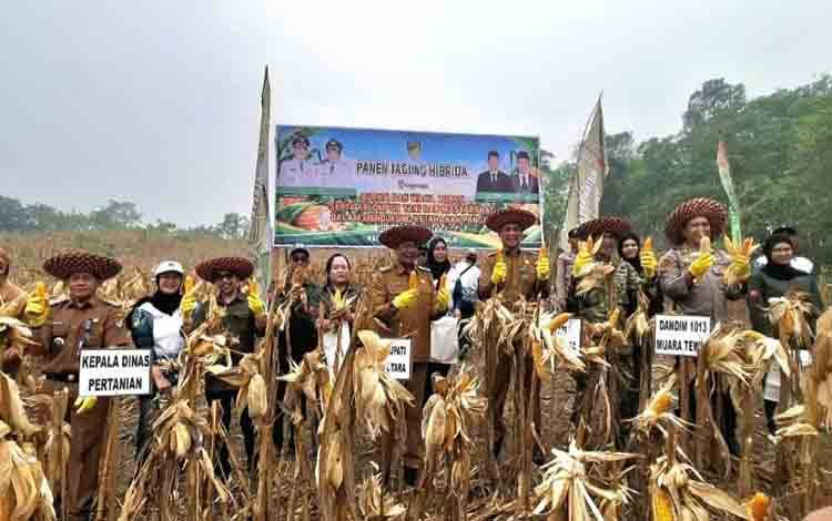 Produksi Jagung di Barito Utara Meningkat, Dinas Pertanian Siapkan Bantuan Benih untuk 1.773 Hektare