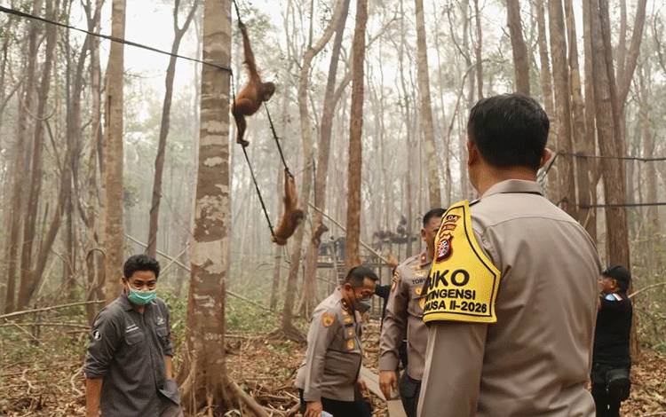 Polri Pantau Kawasan Konservasi Perkuat Perlindungan Orang Utan