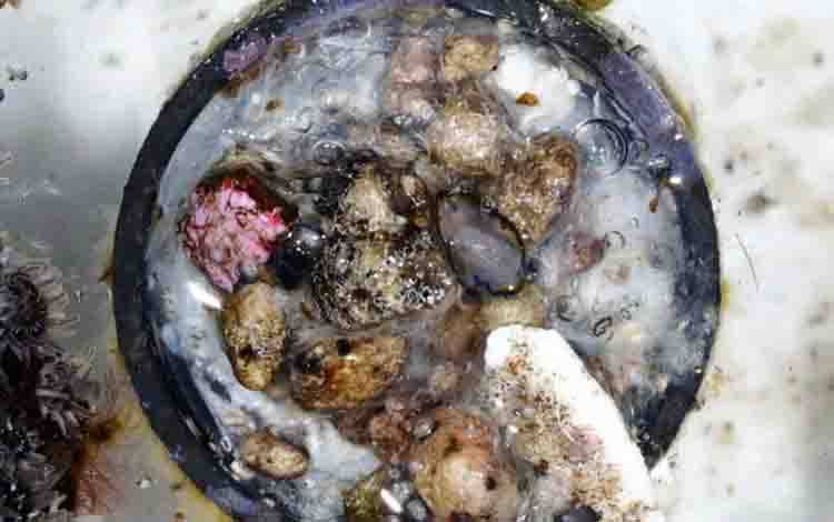 Peneliti Jepang Temukan Tutup Botol Bawa Ekosistem Laut Filipina