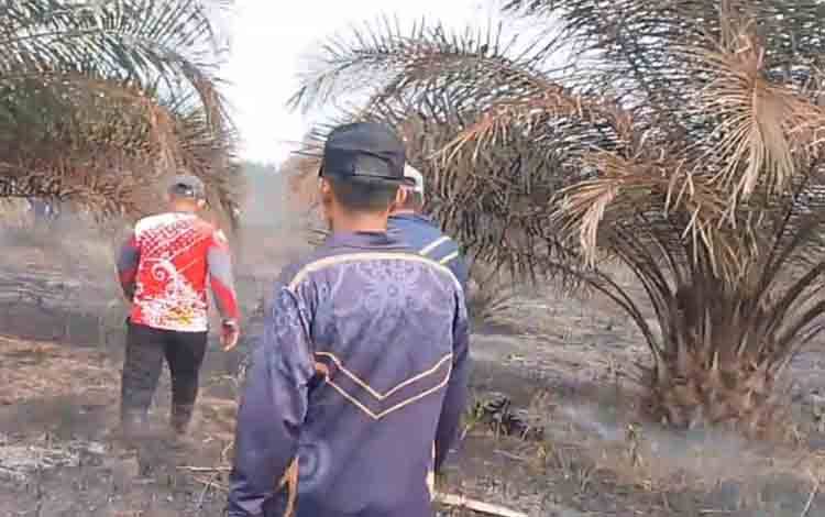 Kebun Siap Panen Ludes Terbakar di Pulau Hanau