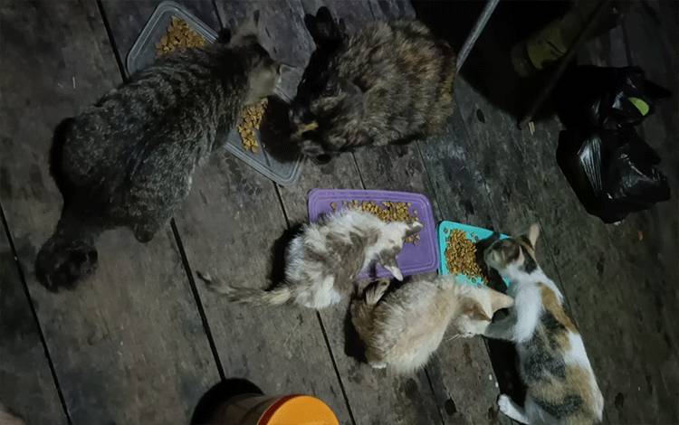 Rumah Pribadi di Kuala Kapuas Jadi Tempat Berlindung 18 Kucing Terlantar